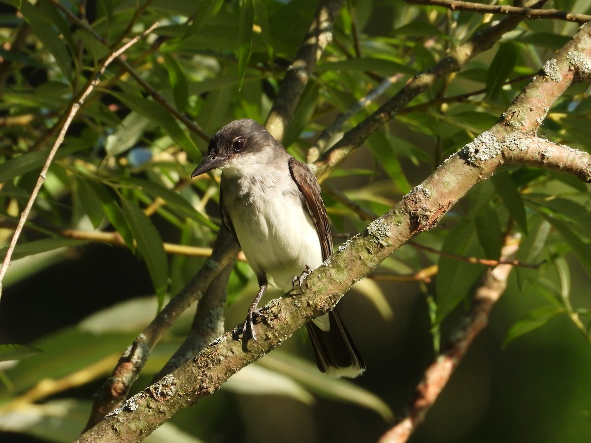 Eastern Kingbird - ML639372191