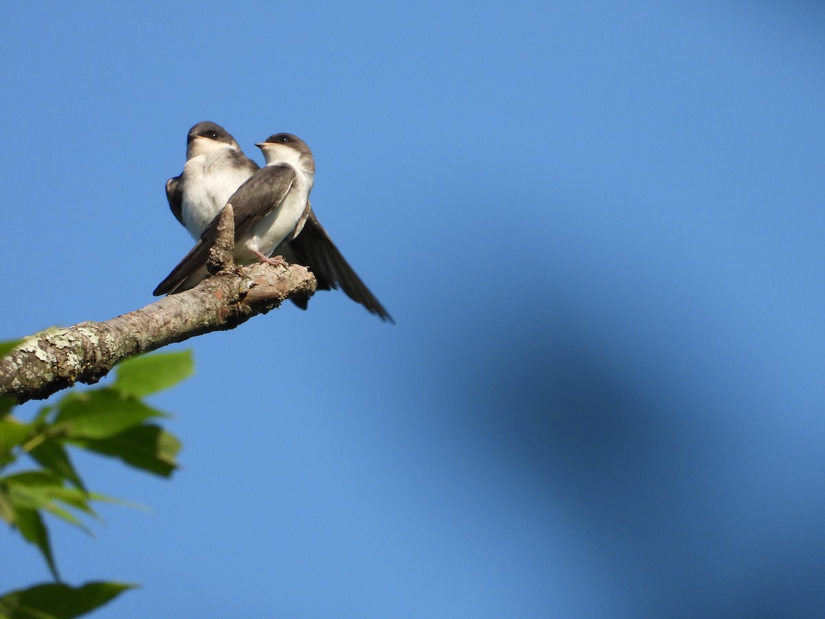 Tree Swallow - ML639372209