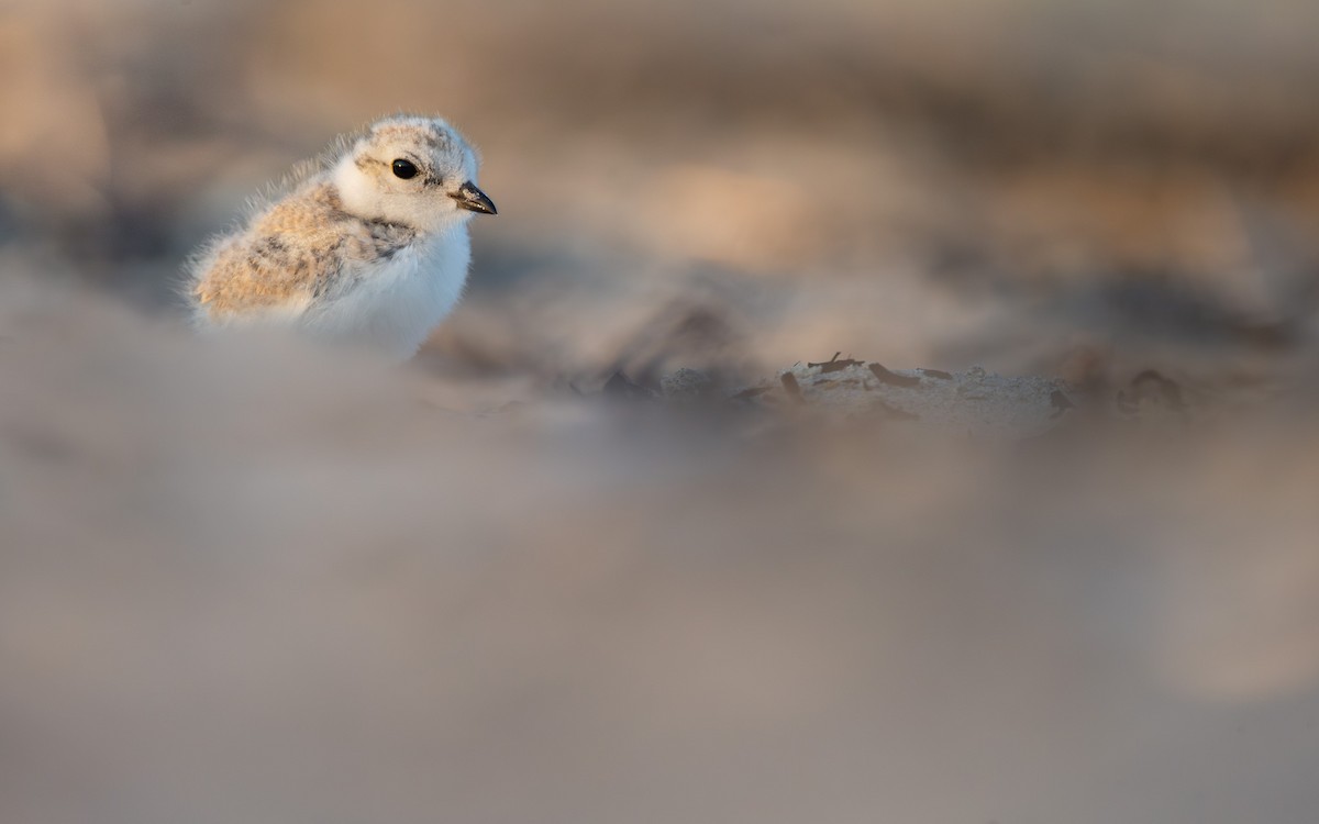 Piping Plover - ML639372249