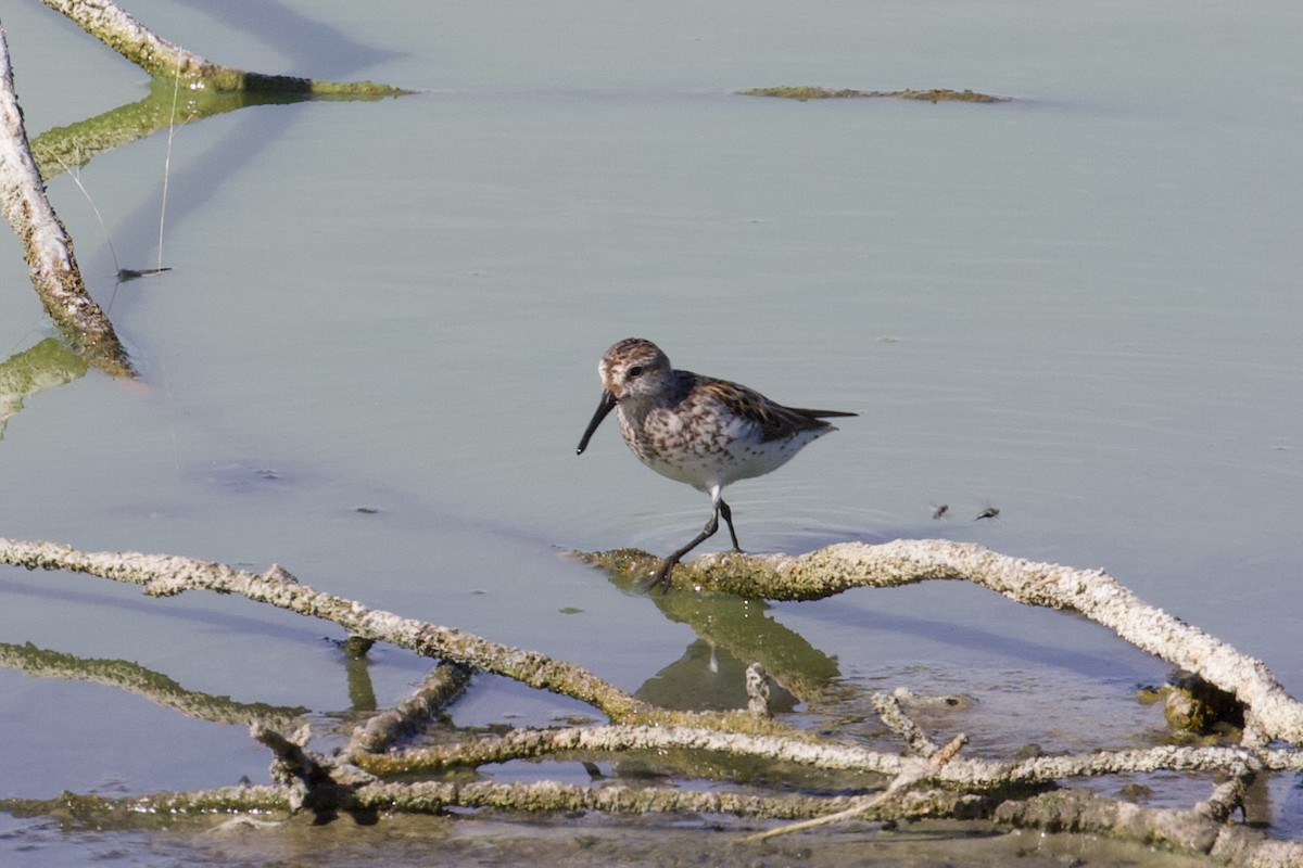 Western Sandpiper - ML639372305