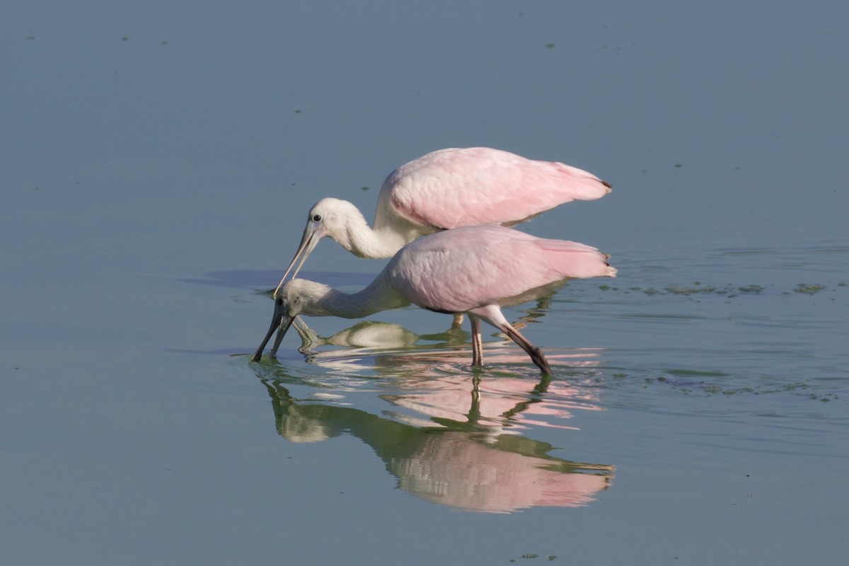 Roseate Spoonbill - ML639372321