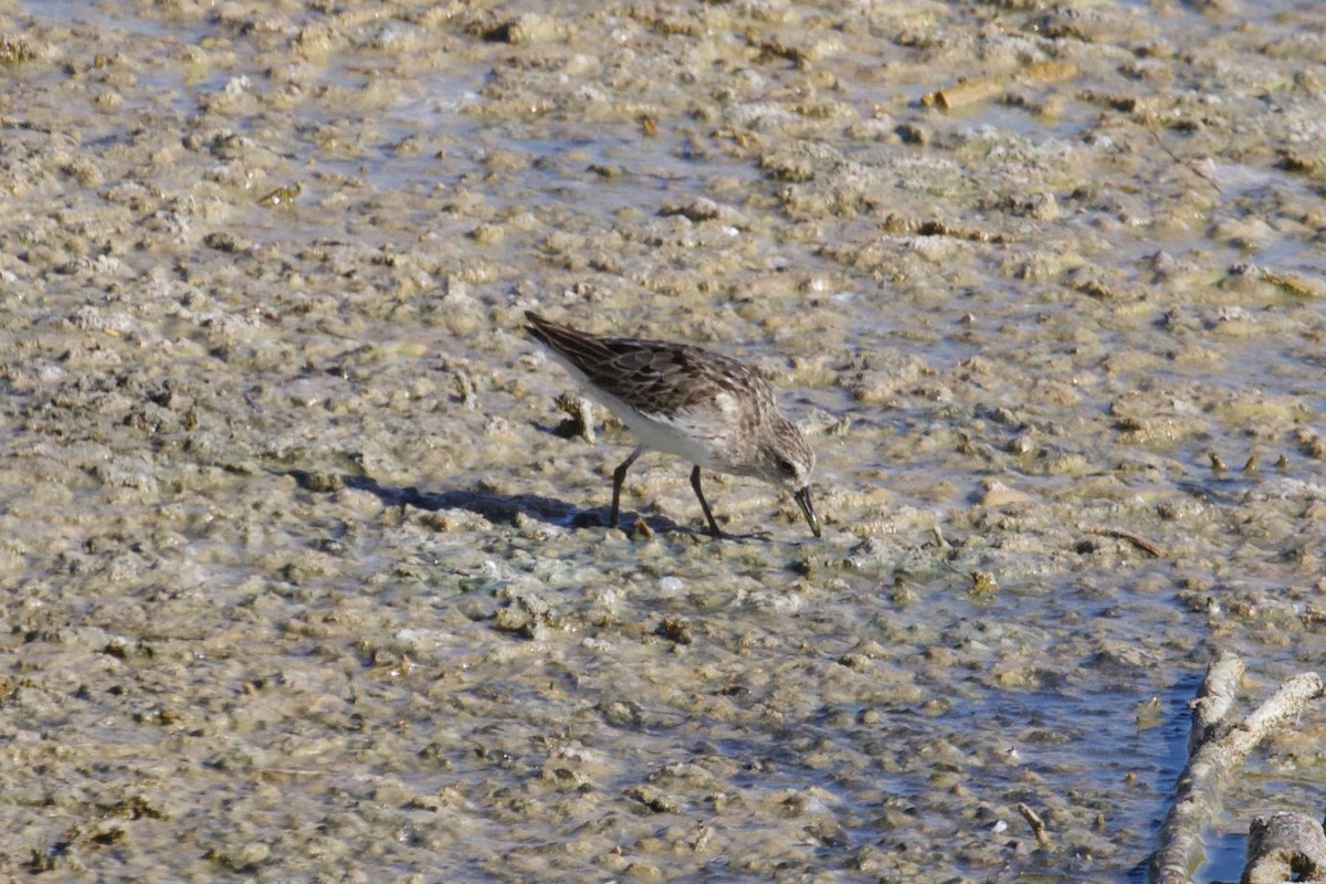 Semipalmated Sandpiper - ML639372356