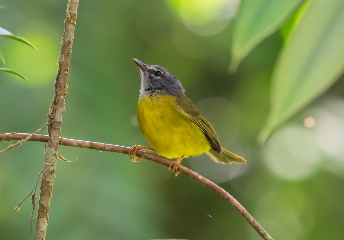 White-lored Warbler - ML639372398