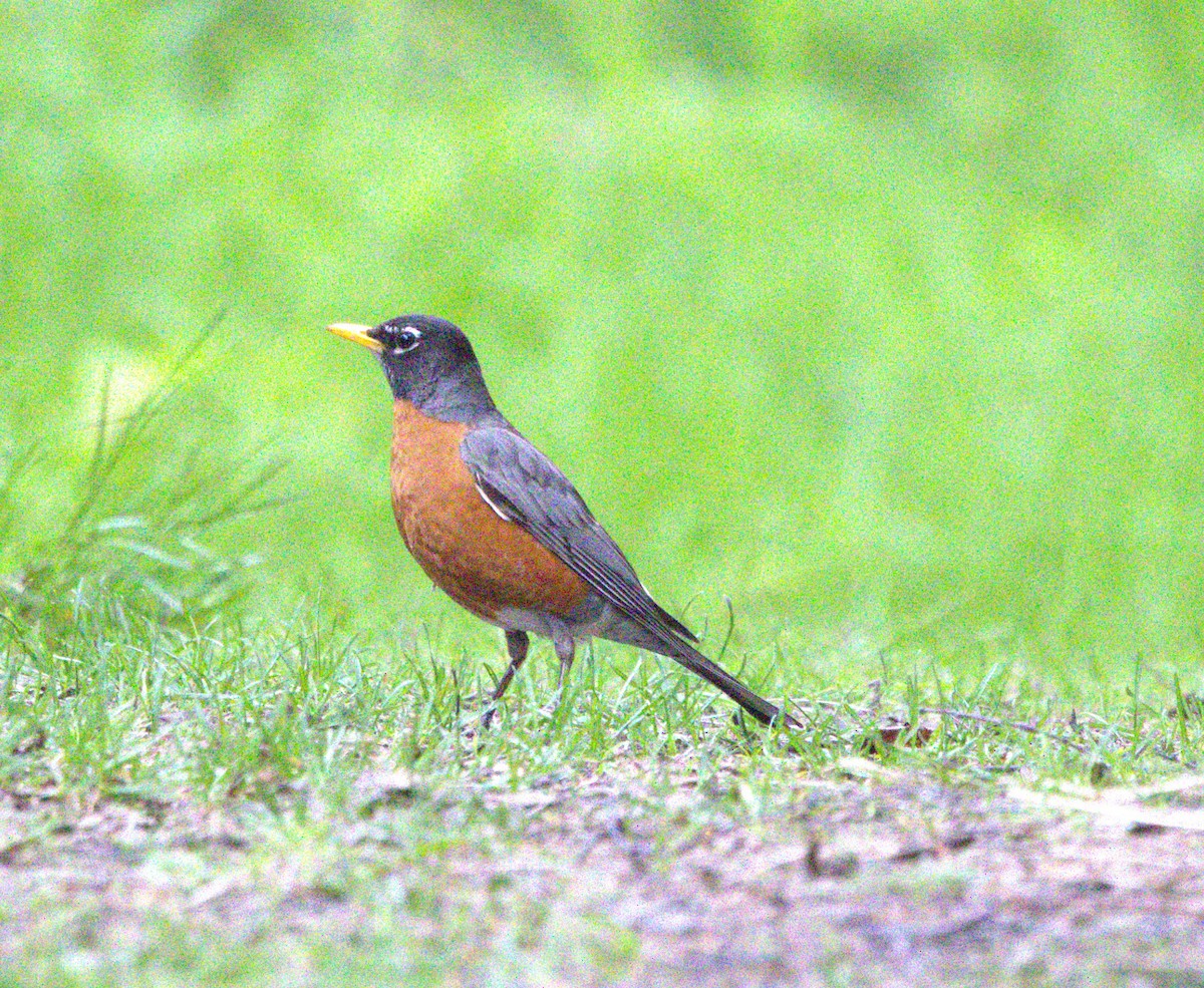 American Robin - ML639372428