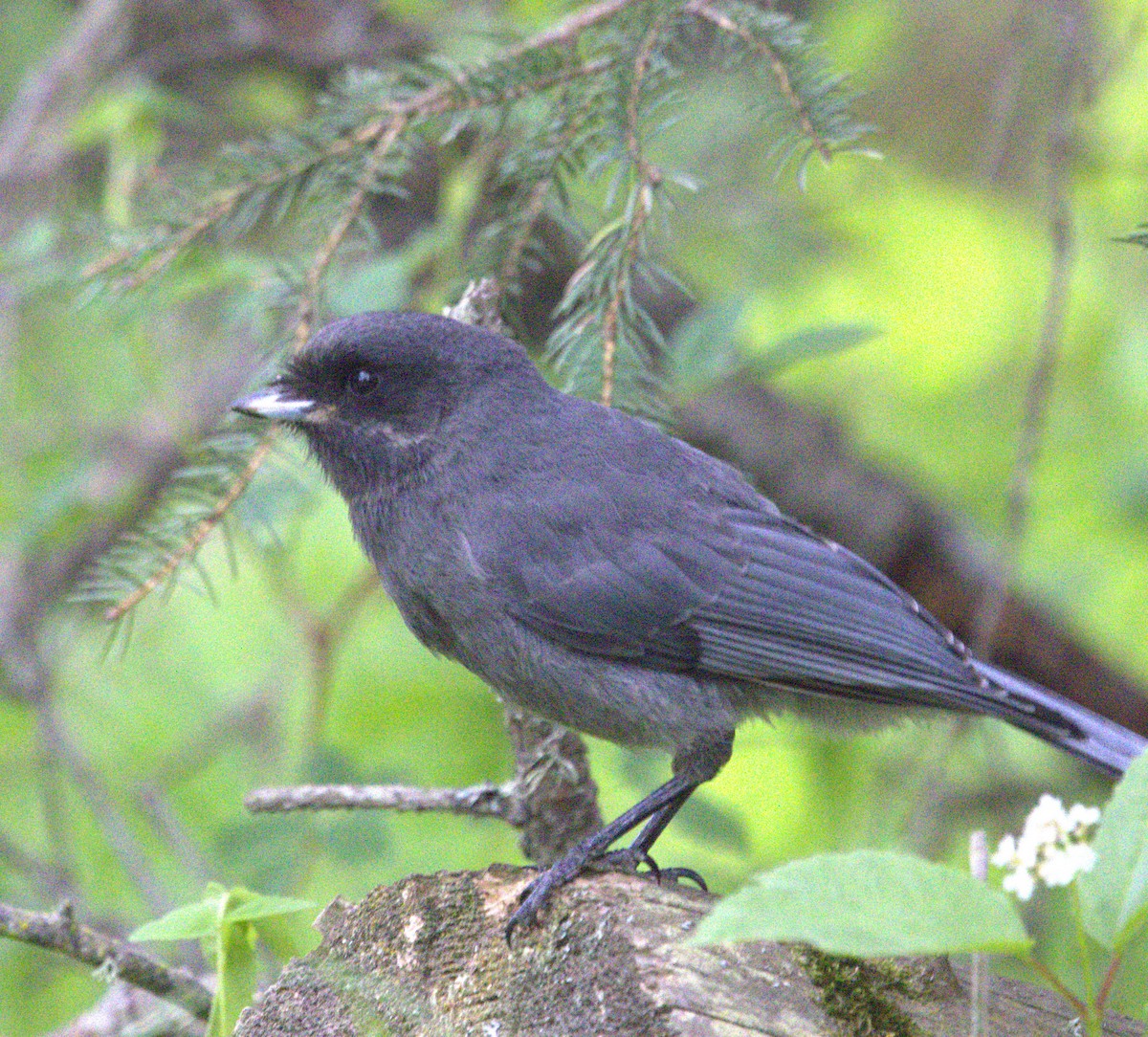 Canada Jay - ML639372430