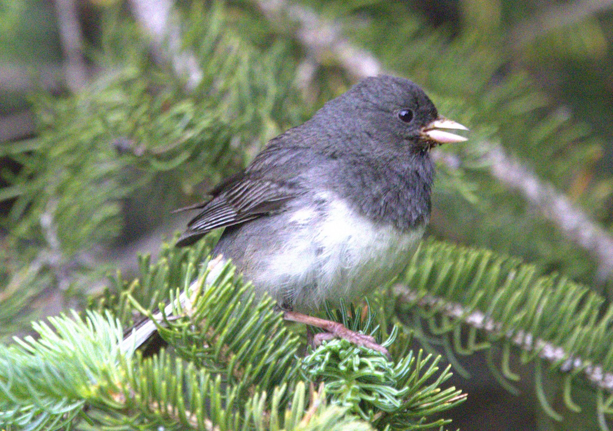 Dark-eyed Junco (Slate-colored) - ML639372432