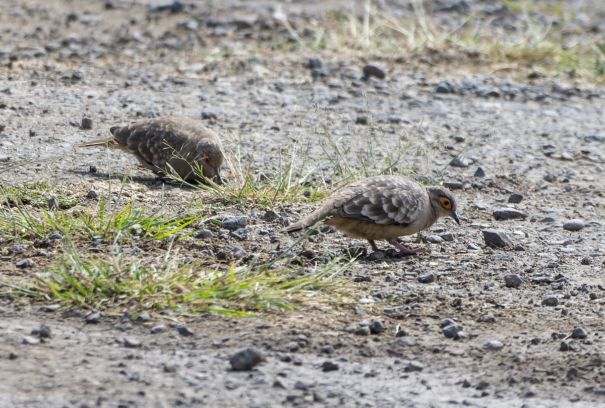 Nacktgesichttäubchen - ML639372497