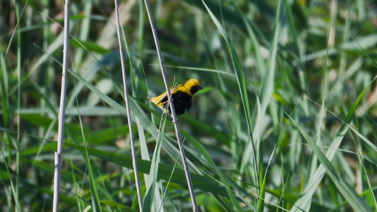 gulkronebisp - ML639372498