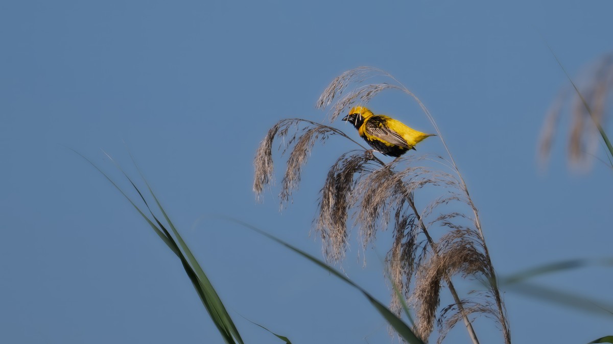 gulkronebisp - ML639372499