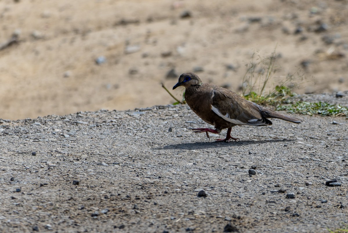 Perutaube - ML639372506