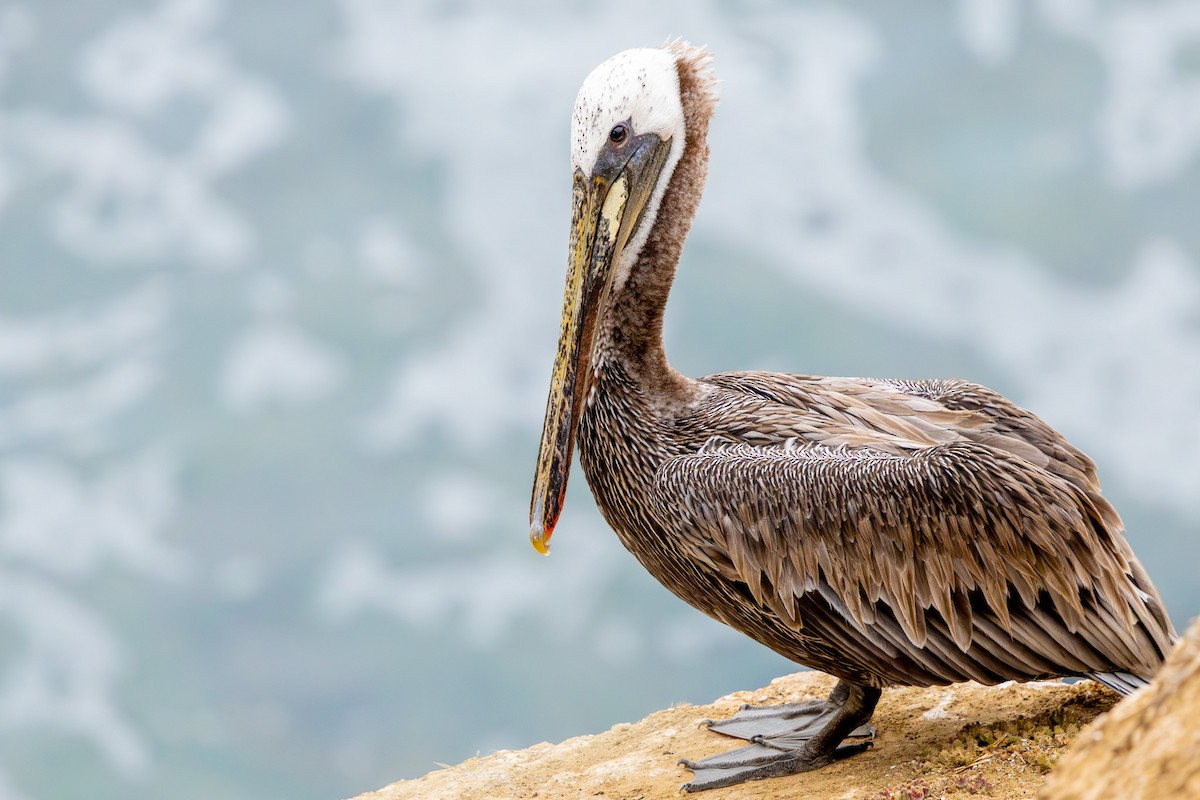 Brown Pelican - ML639372510