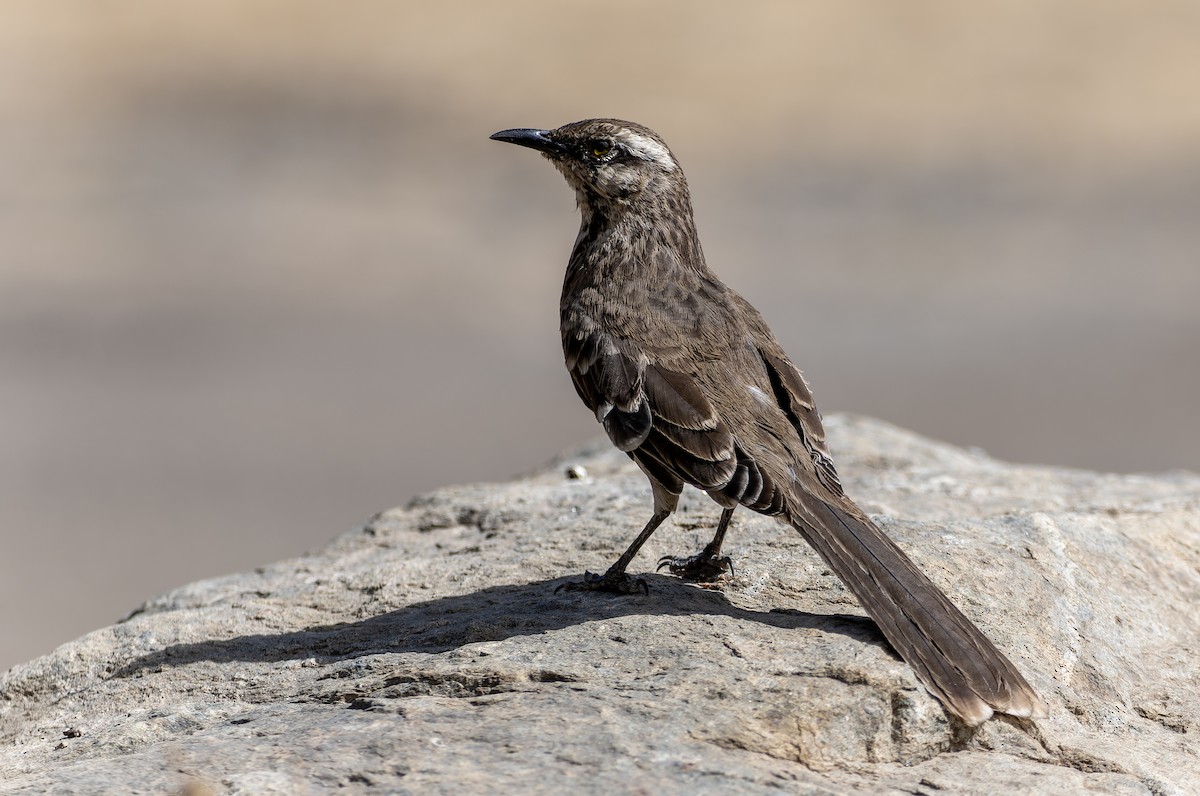 Langschwanz-Spottdrossel - ML639372517