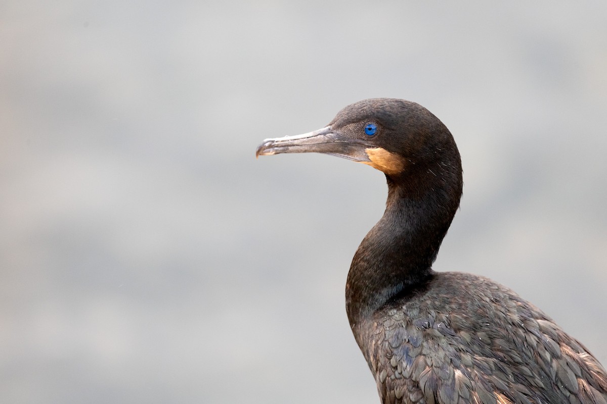 Brandt's Cormorant - ML639372523