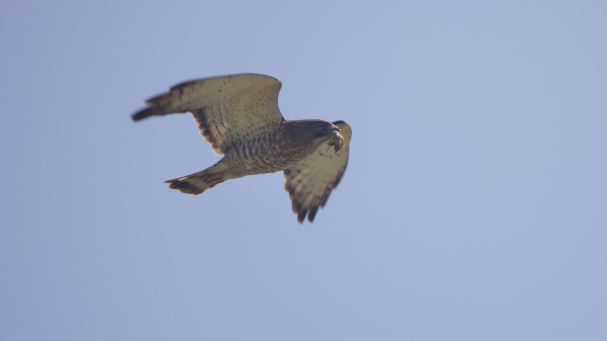 Broad-winged Hawk - ML639372568