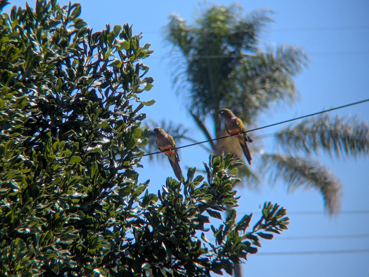 Burrowing Parakeet - ML639372578