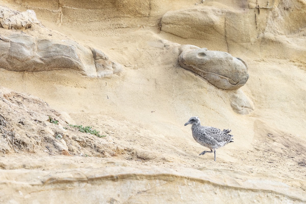 Western Gull - ML639372594