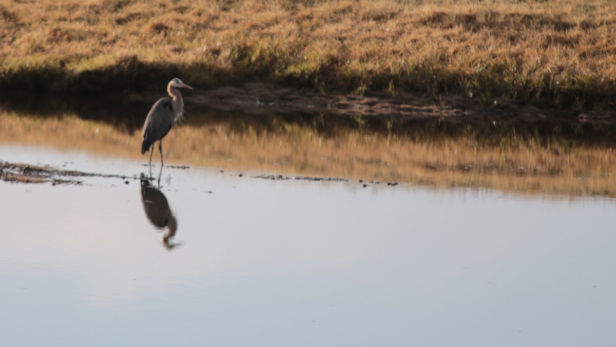 Great Blue Heron - ML639372606