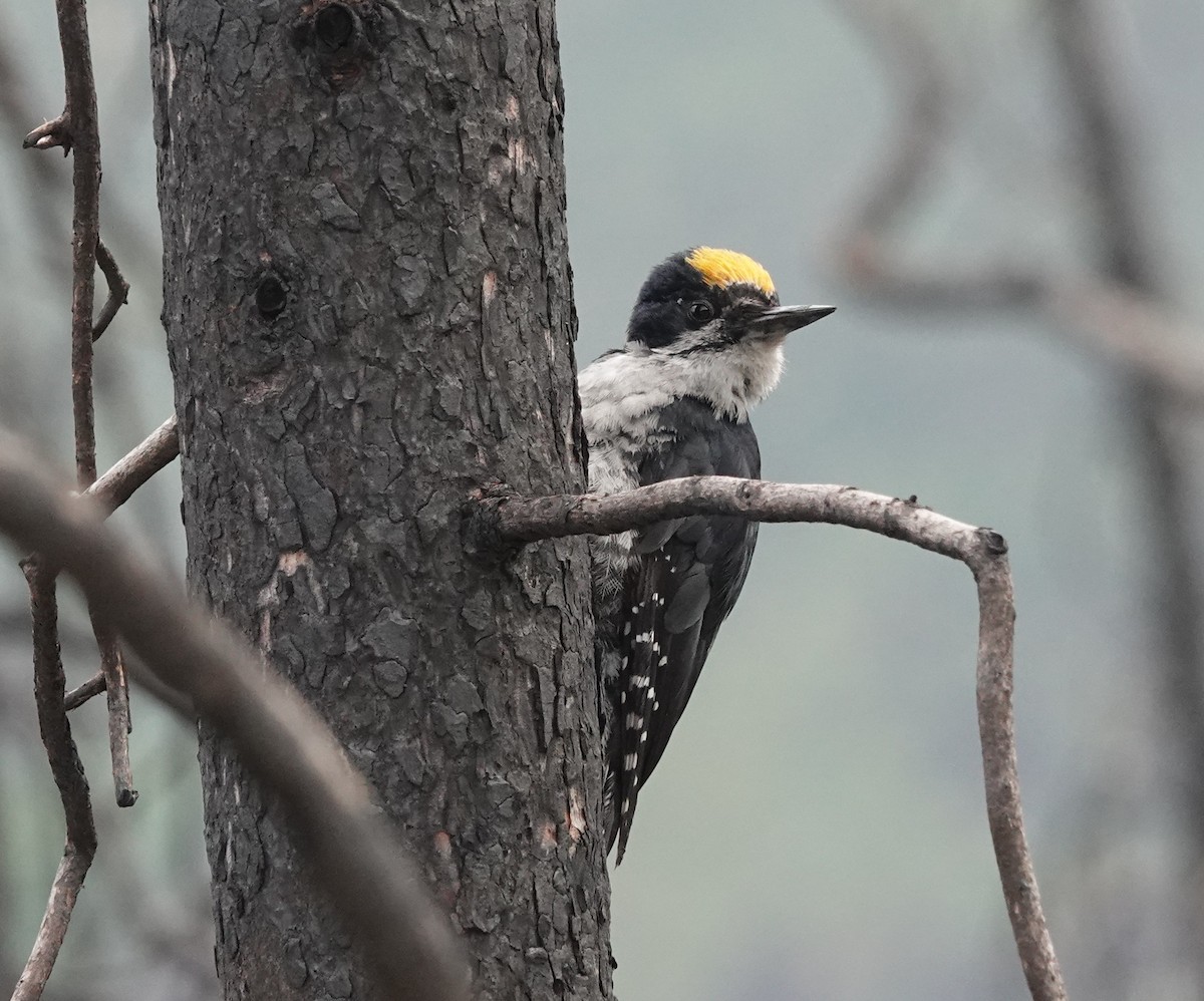 Black-backed Woodpecker - ML639372608