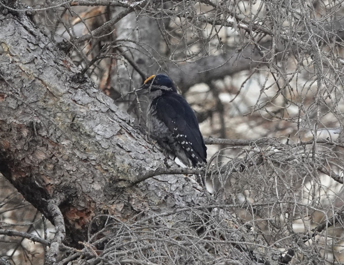 Black-backed Woodpecker - ML639372609