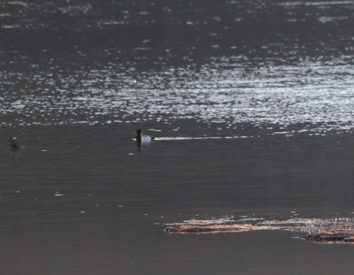 Lesser Scaup - ML639372622