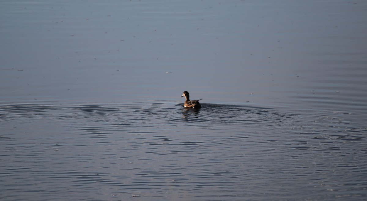 American Wigeon - ML639372629