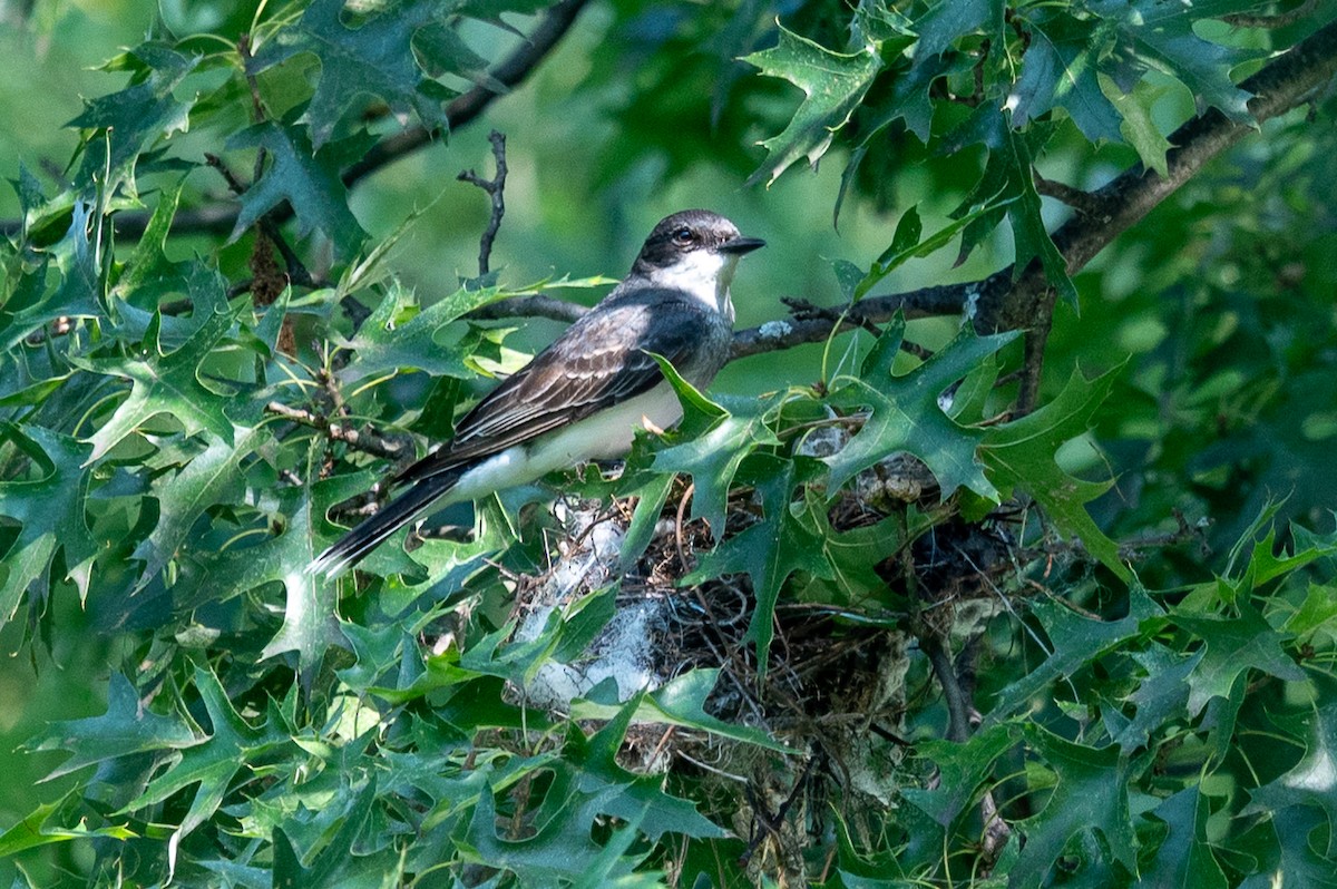 Eastern Kingbird - ML639372634