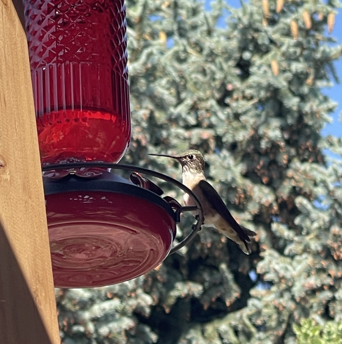 Broad-tailed Hummingbird - ML639372827