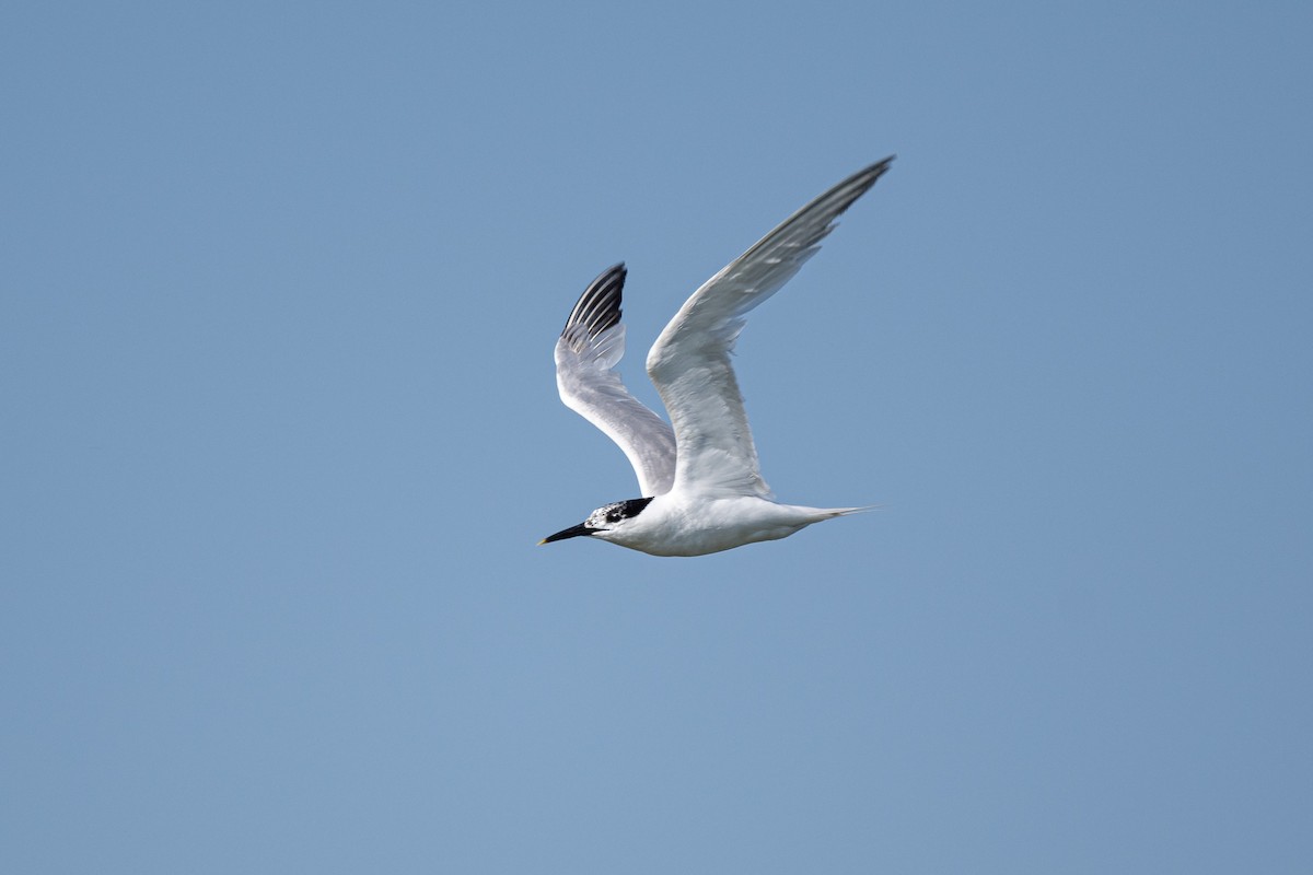 Sandwich Tern (Eurasian) - ML639372862