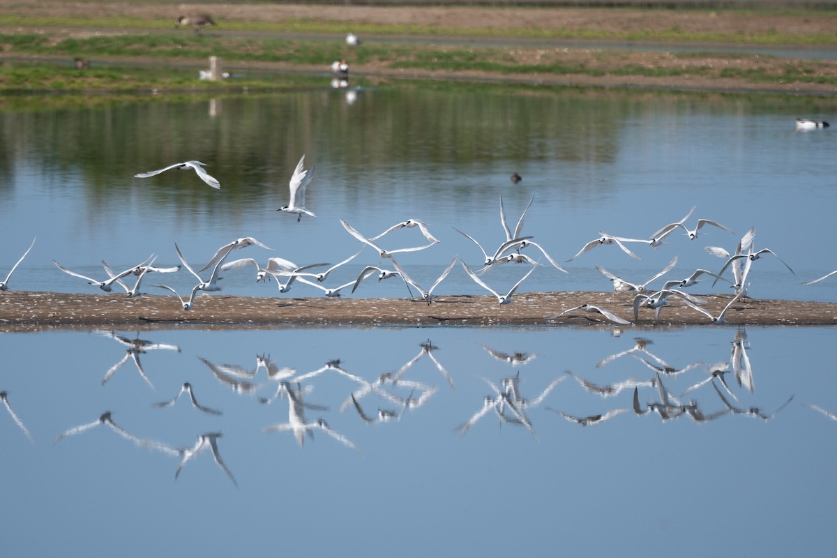 Sandwich Tern (Eurasian) - ML639372863