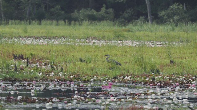 Great Blue Heron (Great Blue) - ML639372942