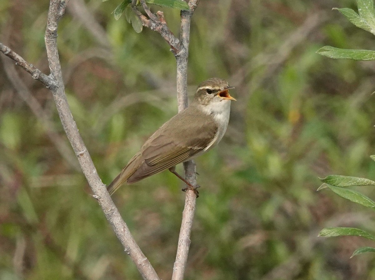 コムシクイ - ML639372943