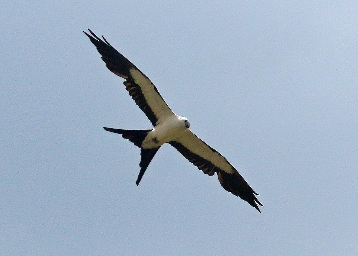 Swallow-tailed Kite - ML639373043