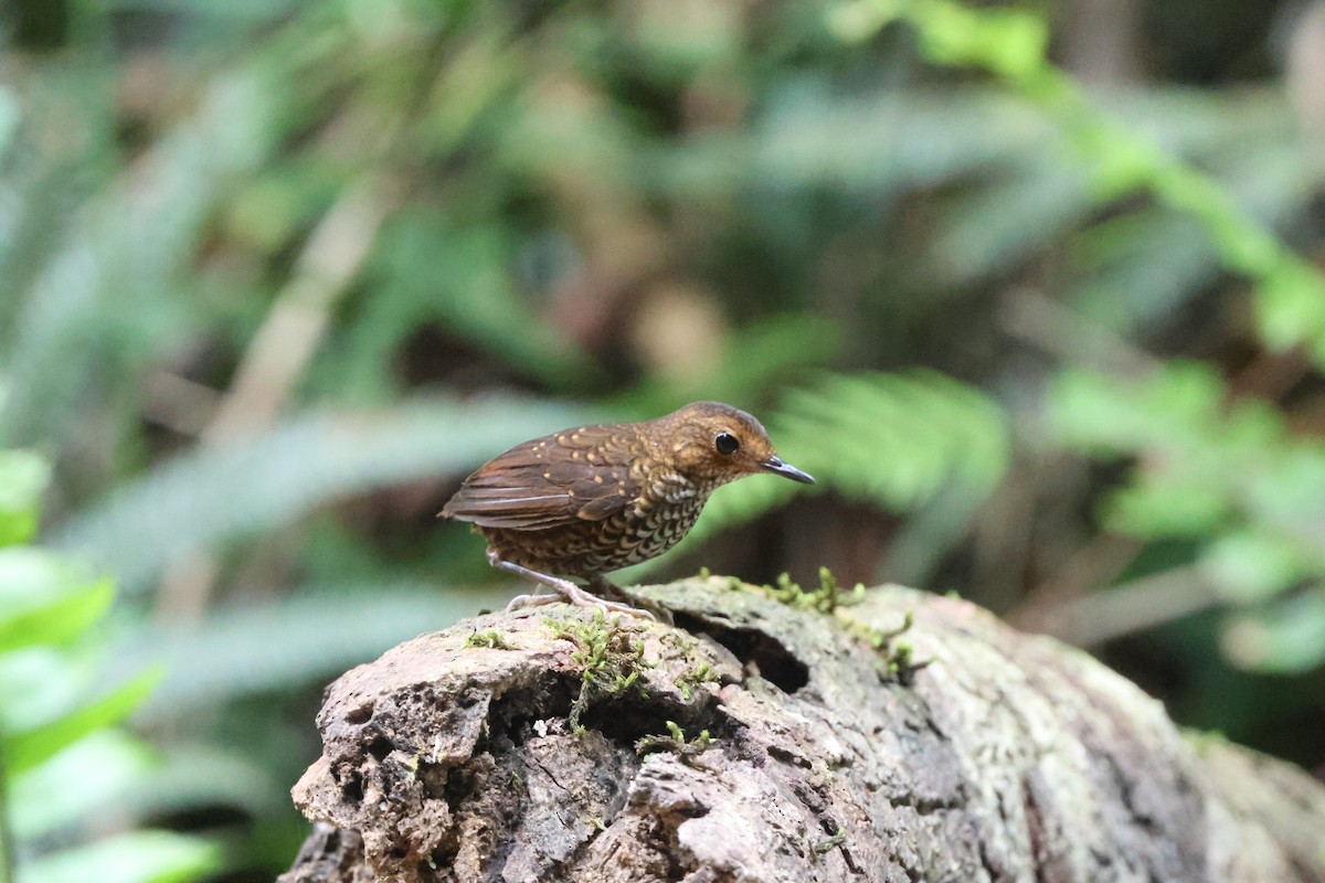 Pygmy Cupwing - ML639373137