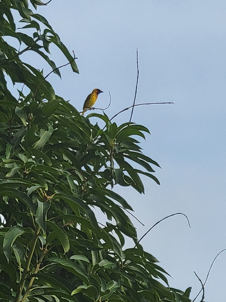 Olive-naped Weaver - ML639373152