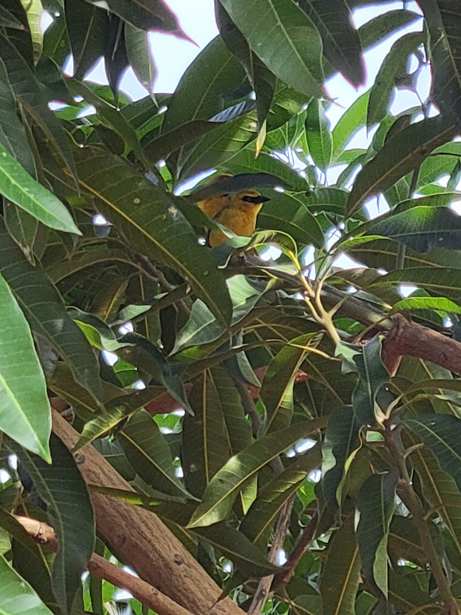 Olive-naped Weaver - ML639373153