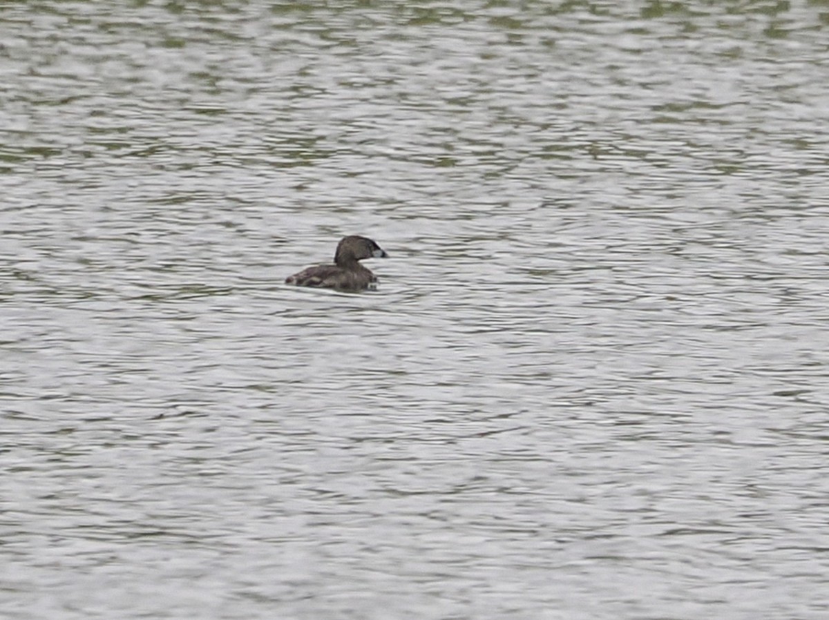 Pied-billed Grebe - ML639373253