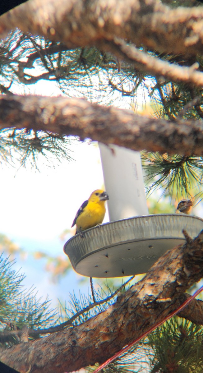Yellow Grosbeak - ML639373261