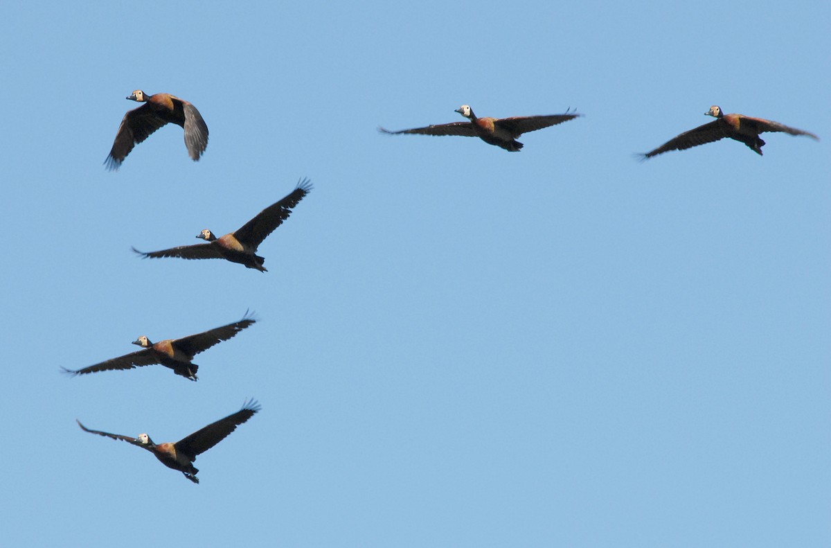 Dendrocygne veuf - ML639373391