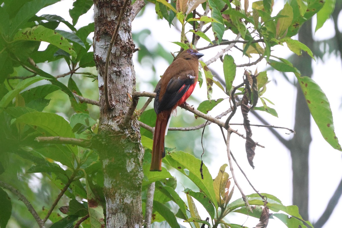 Red-headed Trogon - ML639373652
