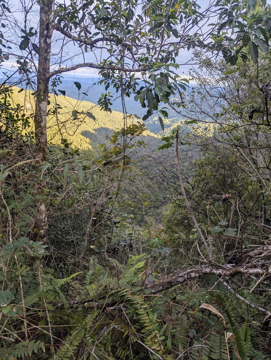 null - ML639373684
