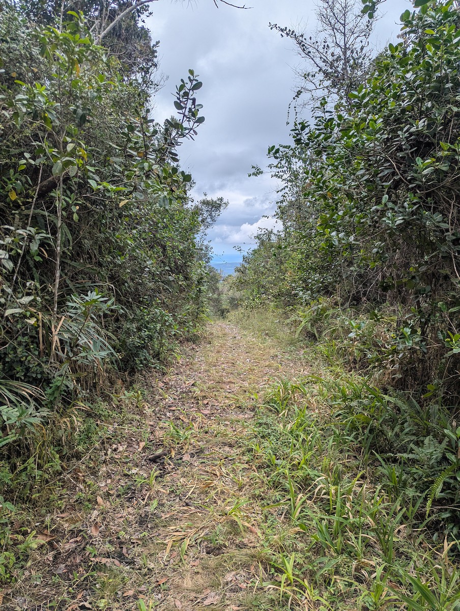 null - ML639373746