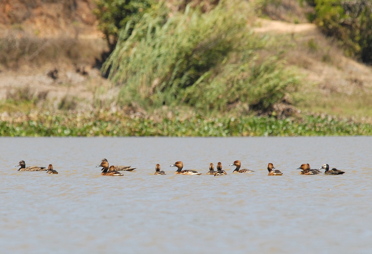 Meller's Duck - ML639373846