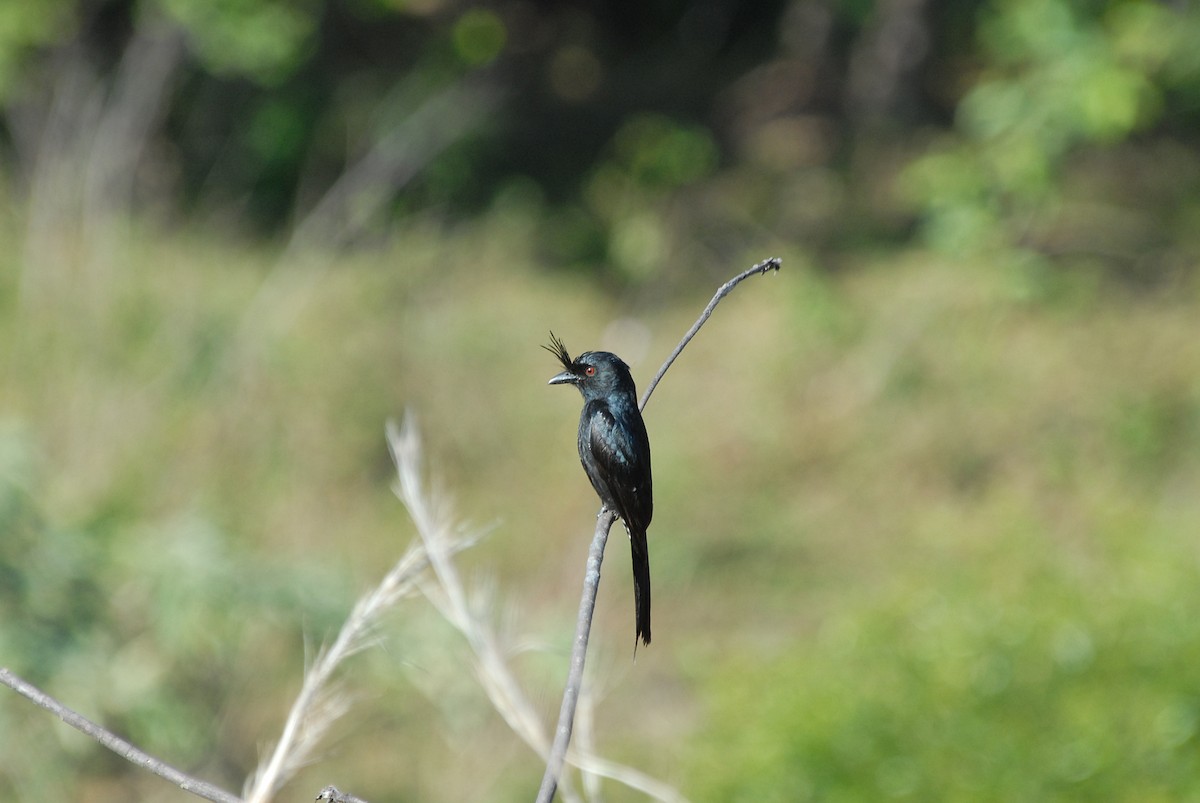 Crested Drongo (Madagascar) - ML639373946
