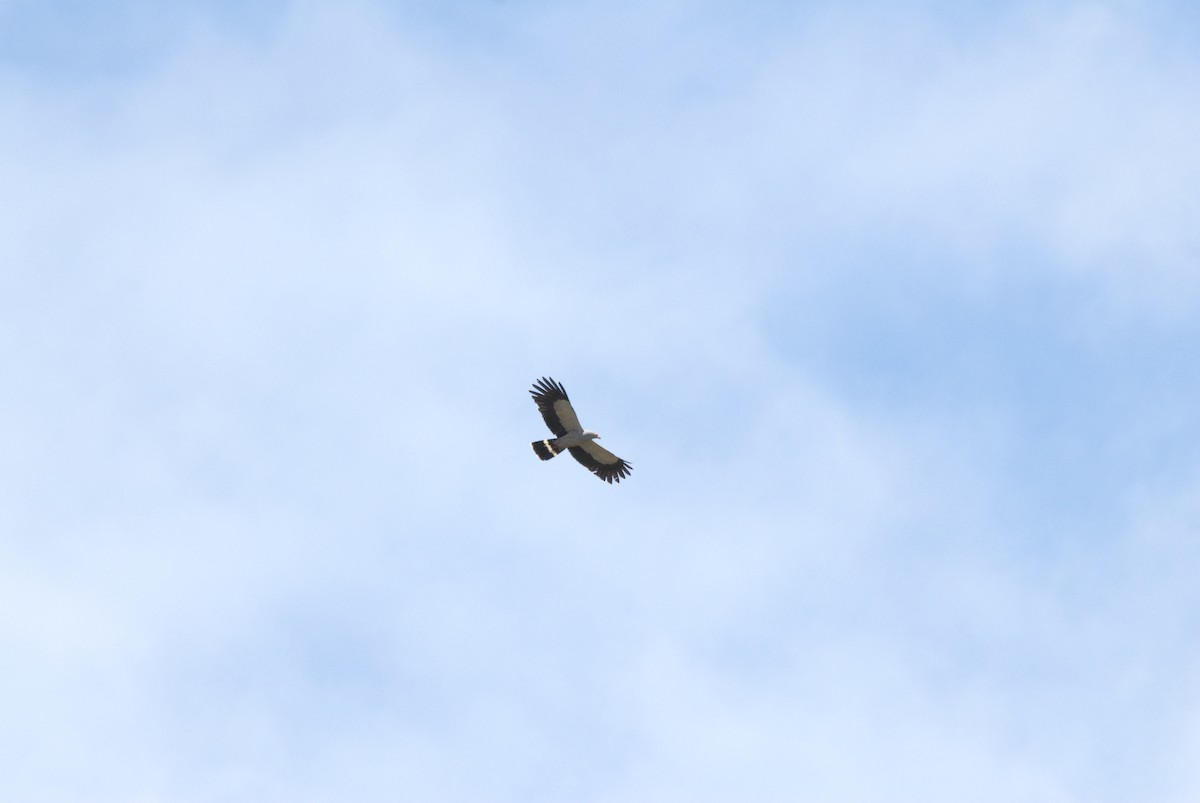 Madagascar Harrier-Hawk - ML639374026