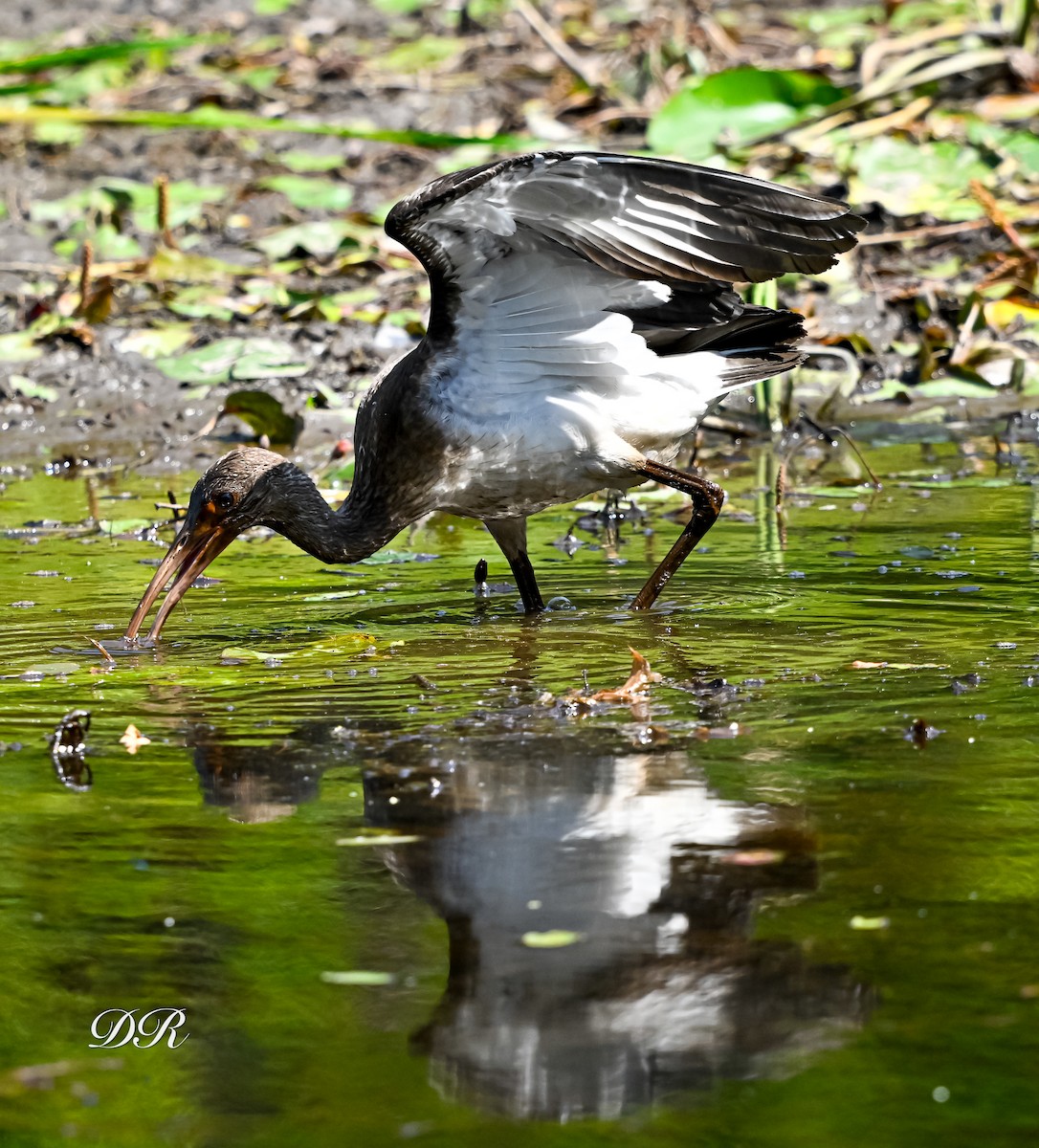 White Ibis - ML639374136