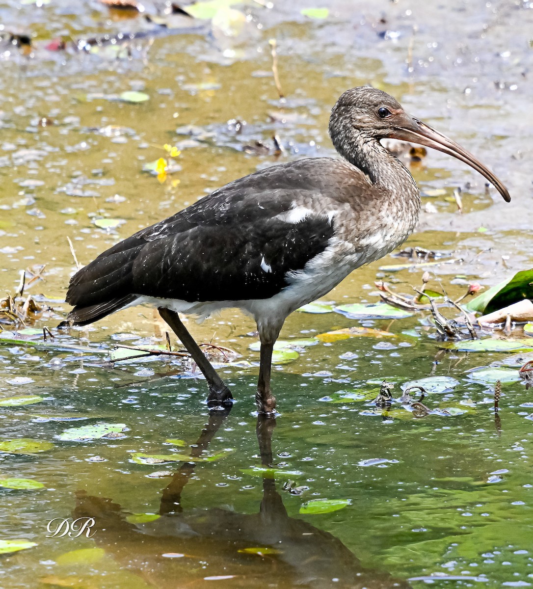 White Ibis - ML639374137