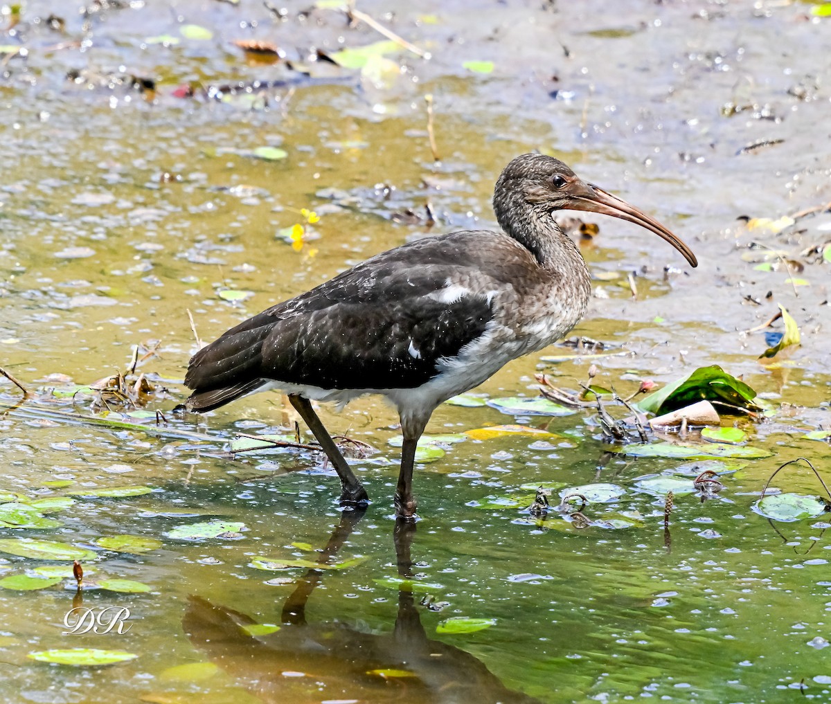 White Ibis - ML639374138