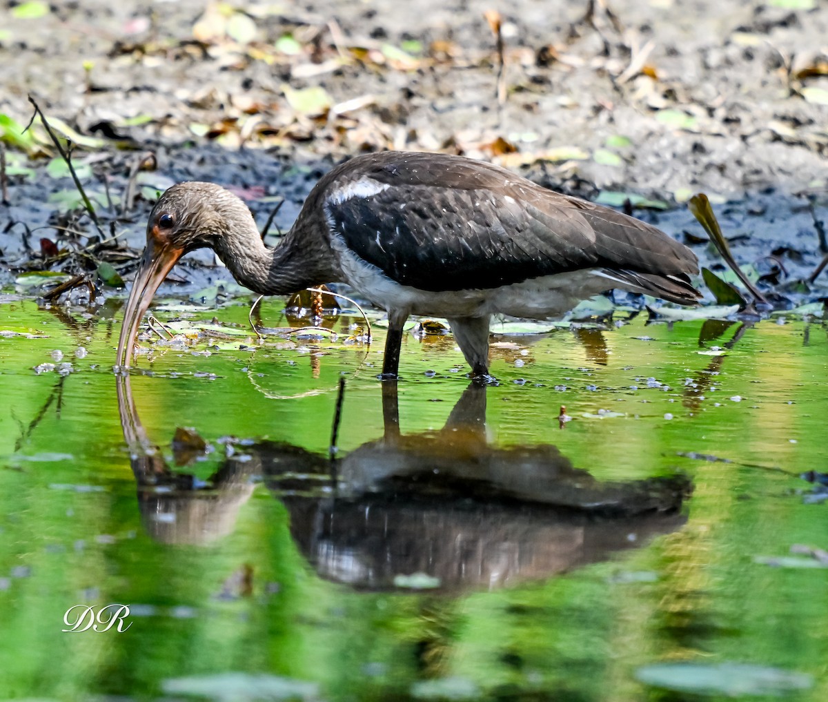 White Ibis - ML639374140