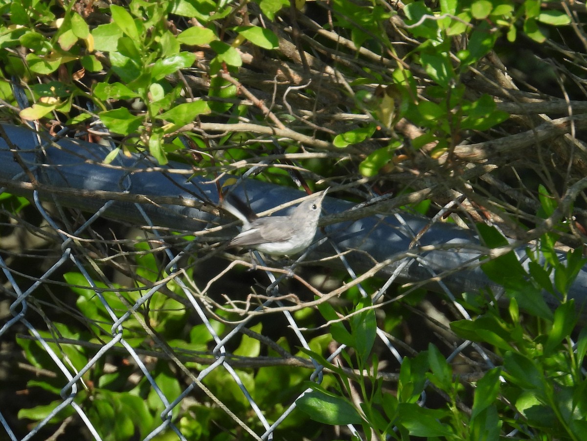 Blue-gray Gnatcatcher - ML639374161