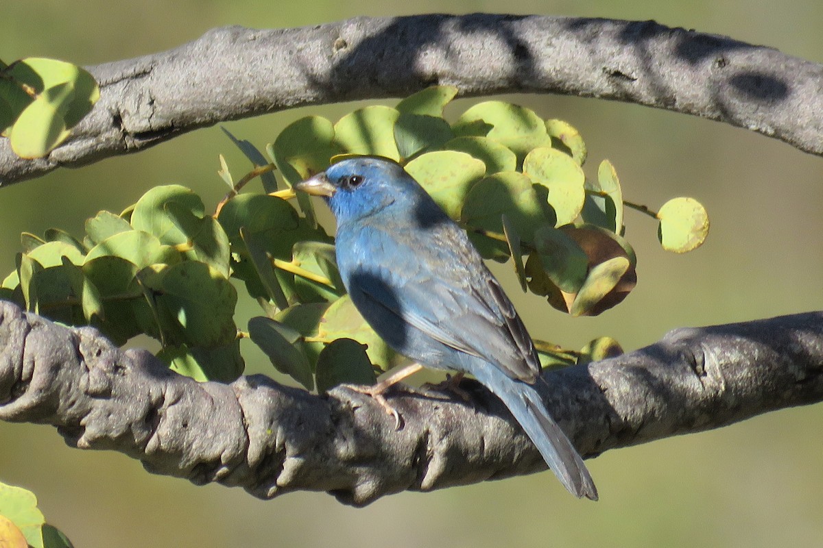 Blue Finch - ML639374191